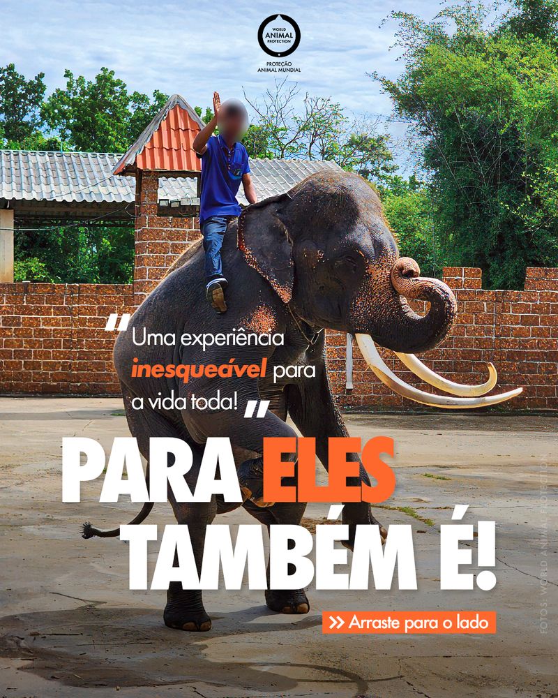 Carrossel: Para eles, também é uma experiência inesquecível 1