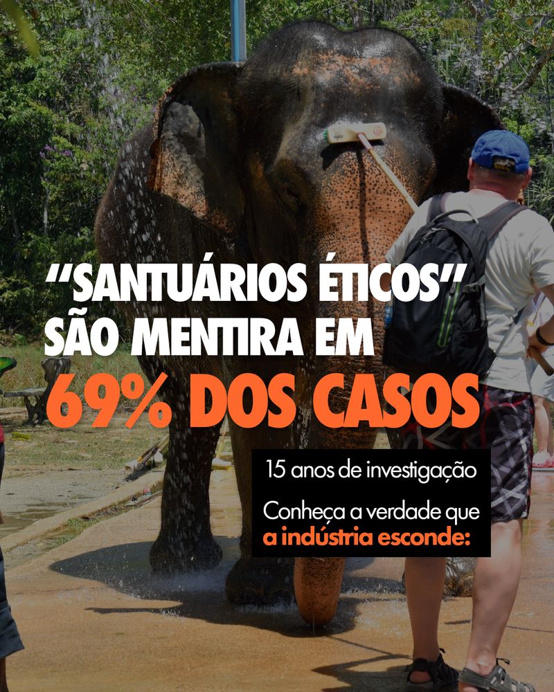 Carrossel: Para eles, também é uma experiência inesquecível 2