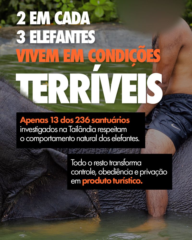 Carrossel: Para eles, também é uma experiência inesquecível 5