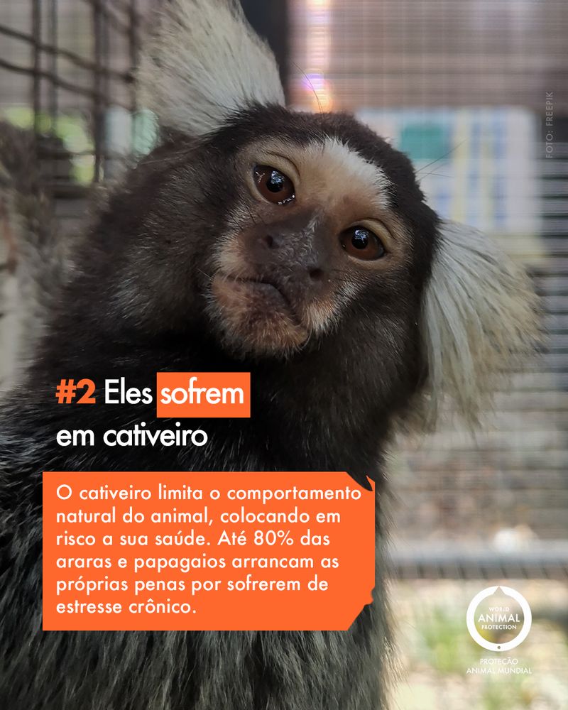 Carrossel: 6 fatos sobre animais silvestres como pets 3
