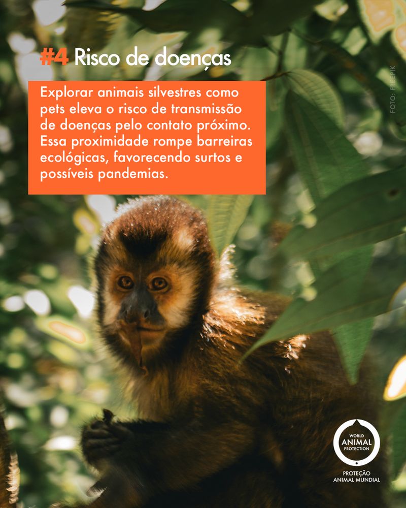 Carrossel: 6 fatos sobre animais silvestres como pets 5