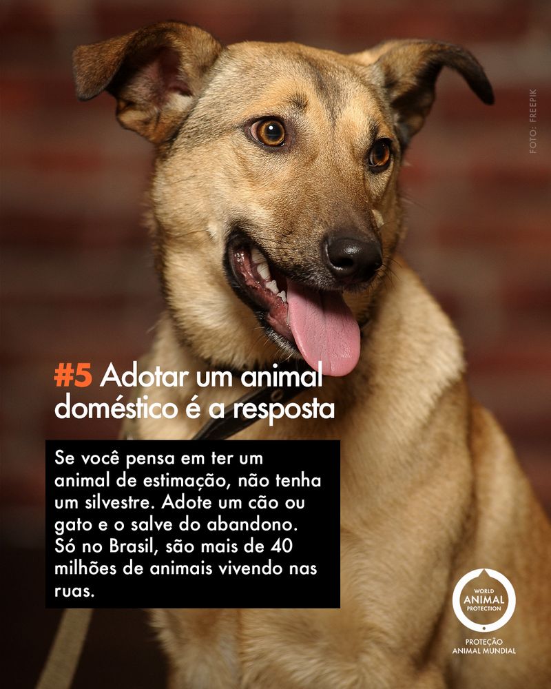 Carrossel: 6 fatos sobre animais silvestres como pets 6