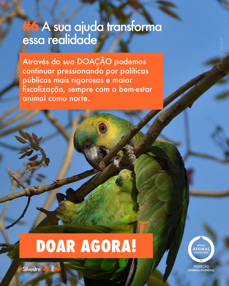 Carrossel: 6 fatos sobre animais silvestres como pets 7
