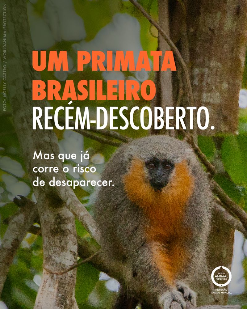Carrossel: Um primata brasileiro recém-descoberto 1