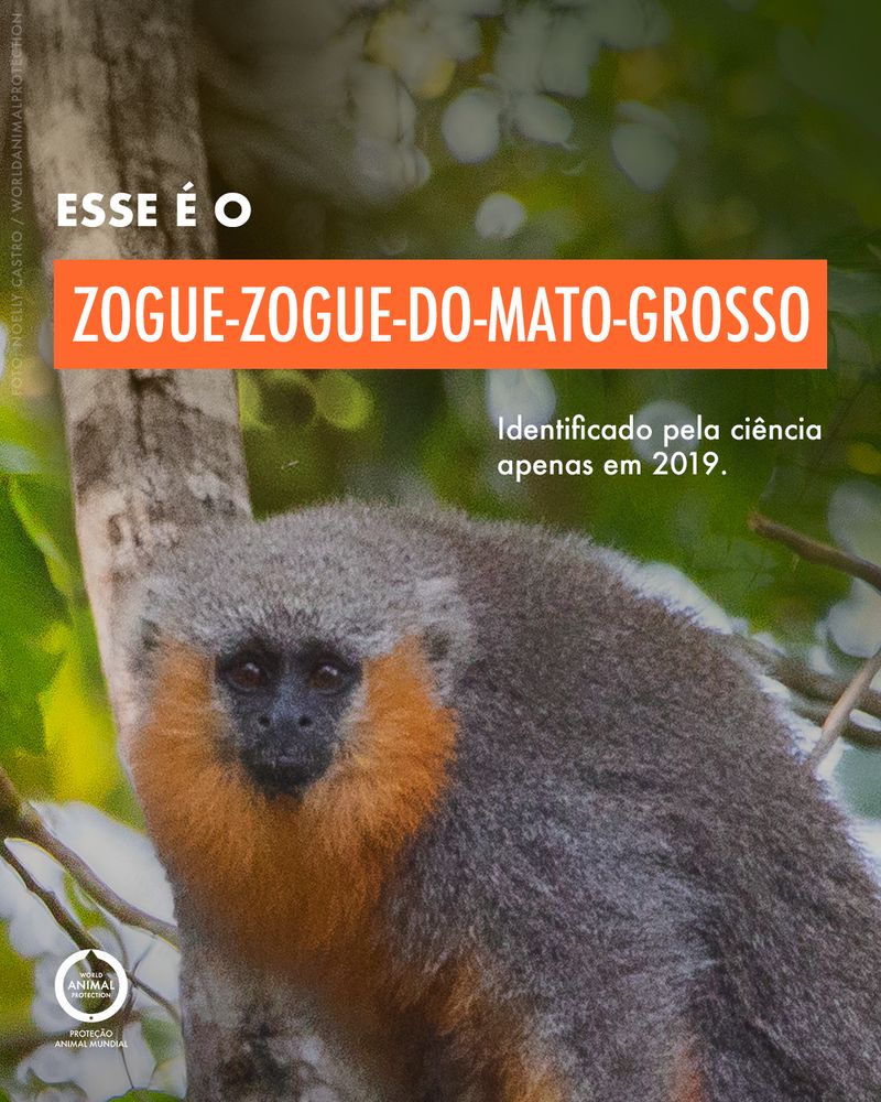 Carrossel: Um primata brasileiro recém-descoberto 2