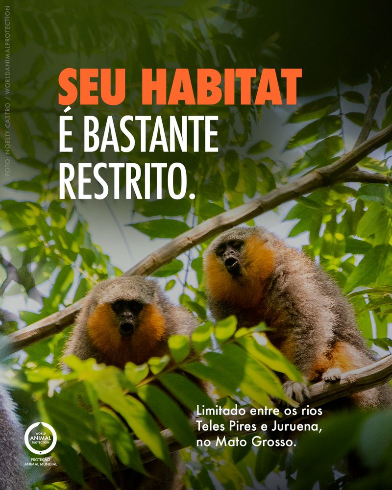 Carrossel: Um primata brasileiro recém-descoberto 3