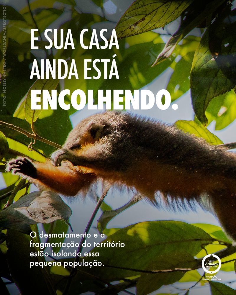 Carrossel: Um primata brasileiro recém-descoberto 4