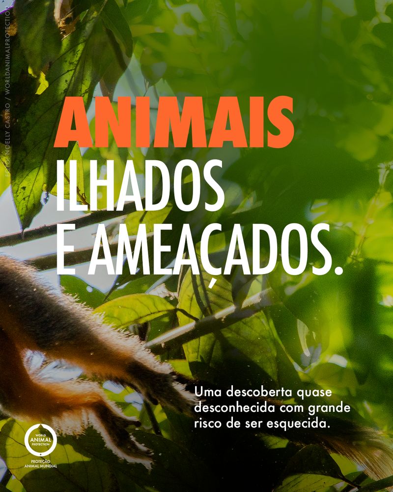Carrossel: Um primata brasileiro recém-descoberto 5