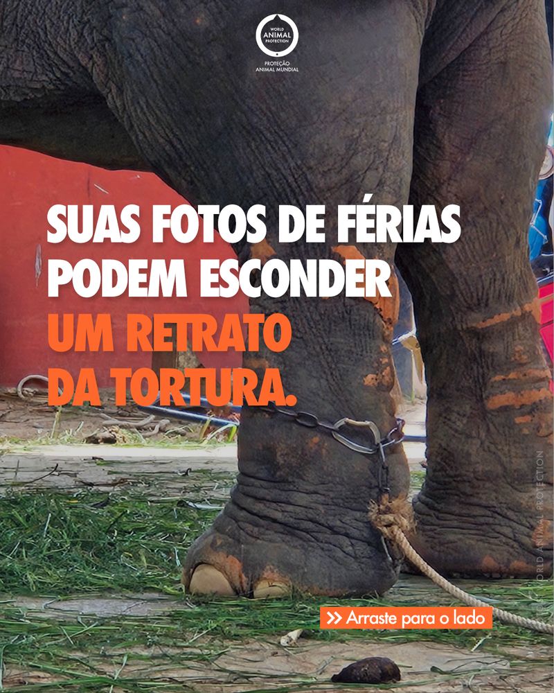 Carrossel: Retrato da tortura 1