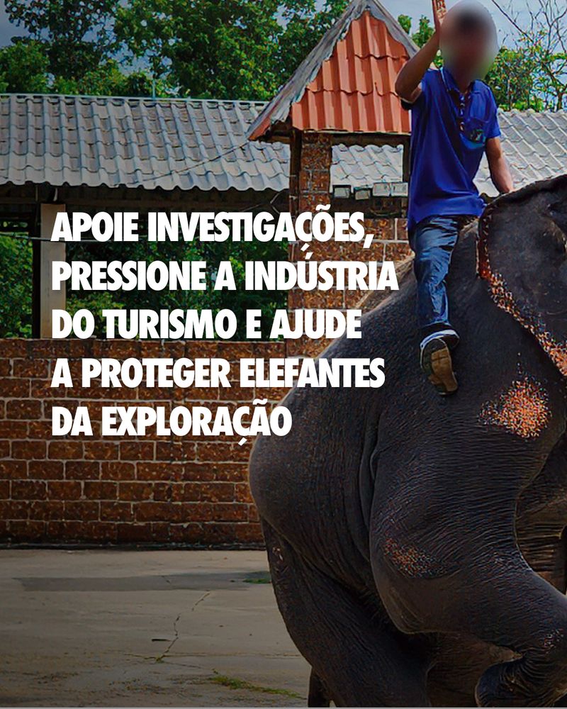 Carrossel: Retrato da tortura 6