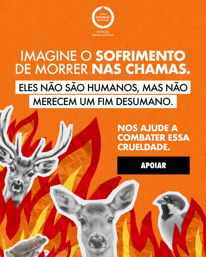 Criativo de campanha da WAP: fogo e fauna
