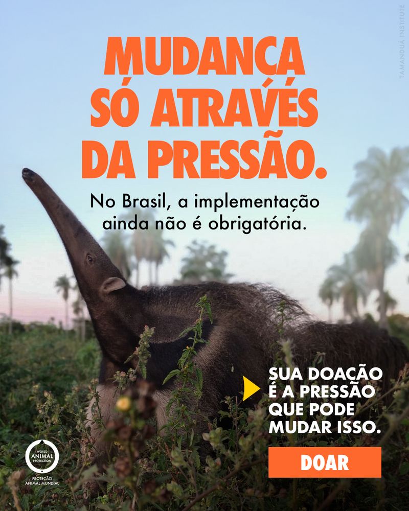 Criativo de campanha da WAP: mudança só através da pressão