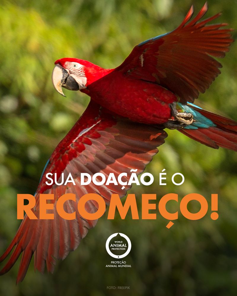 Mídia online, mês a mês