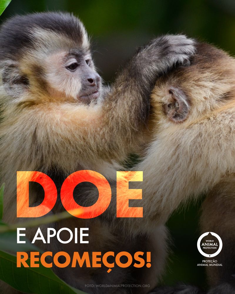 Campanha WAP: Doe e apoie recomeços
